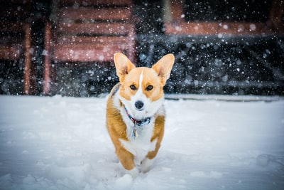 彭布罗克威尔士科基犬在雪地上行走